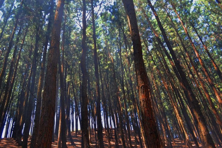 Vagamon Pine Forest