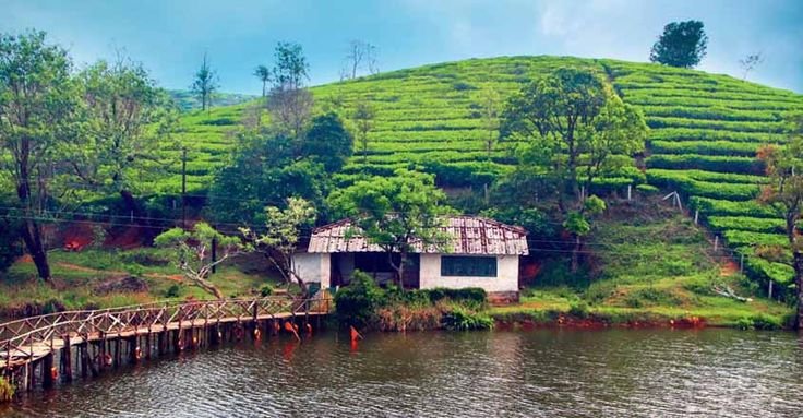 Vagamon's green hills and tea plantation scenery